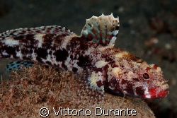 Gobius cruentatus (Bloody-mouthed goby) by Vittorio Durante 